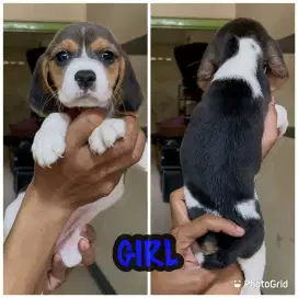 Beagle betina montokk
