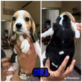 Beagle betina lucu