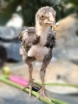 Anakan Ayam Birkok