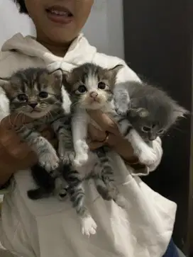 Kitten persimed x bigbone