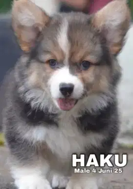 Corgi jantan ganteng