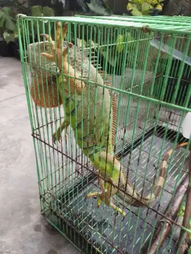 Iguana Green Hijau