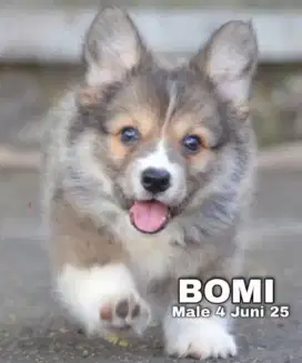 Corgi jantan cakep pol