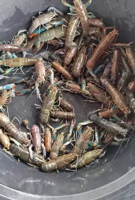 Lobster Air Tawar.