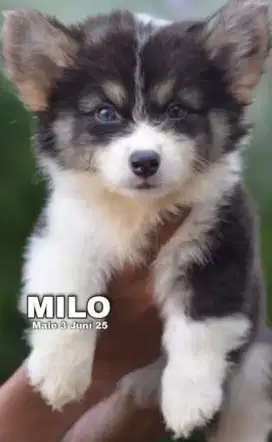 Jual corgi lucu mungil
