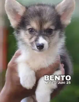 Corgi jantan imutt mungil murce