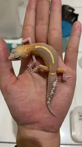 Gecko Tremper Bold Stripe Jantan