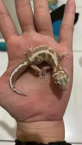 Gecko Tremper Bold Stripe Jantan