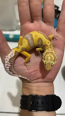 Gecko MST Bold Jungle Jantan