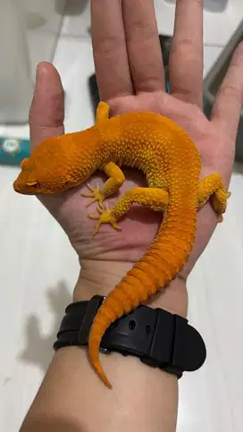 Gecko SHTCT PH T Jantan