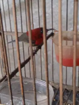 Burung spah raja rajin bunyi