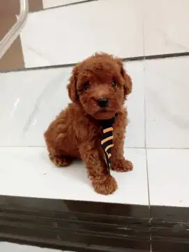 Jual puppies standar poodle