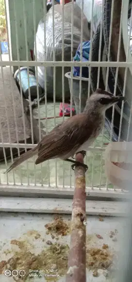 jual burung trucukan jantan bunyi udh makan purtotal