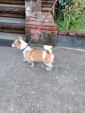 Anjing betina 2th kondisi hamil