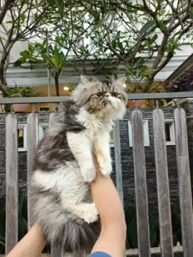 Kucing Jantan Peaknose