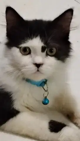Kucing Persia flatnose jantan