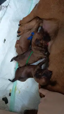 DIJUAL Puppy Dachsund/Tekel murni