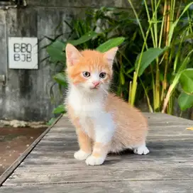 Kucing Persia medium jantan cakep