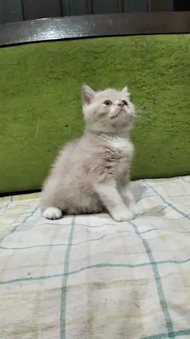 Kucing Persia Flatnose Bicolor Jantan