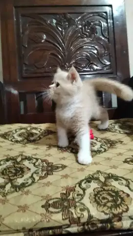 Kucing Persia Flatnose Bicolor Jantan