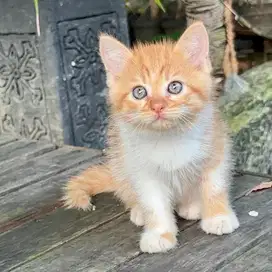 Kucing Persia medium kitten Cakep banget