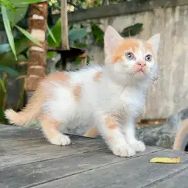 Kucing Persia medium kitten betina imut