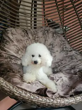 OPEN ADOPSI TINY POODLE JANTAN 1 TAHUN PUTIH
