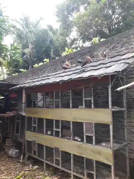 kandang burung/ternak 9 lobang murah bisa barter barang lain jga boleh