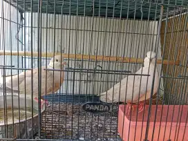 Puter 1 pasang jinak ngacor