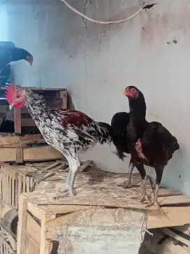 Ready ayam kampung & bangkok