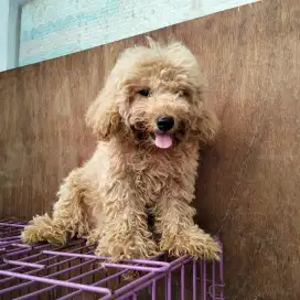 Jual Poodle jantan