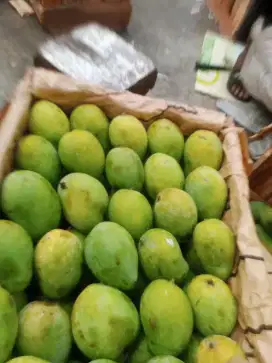 grosir   mangga alpukat
