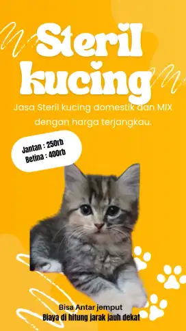 Steril kucing Domestik atau MIX