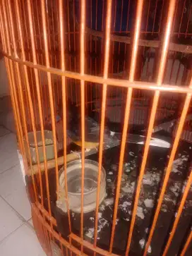 Murai medan lgi mabung
