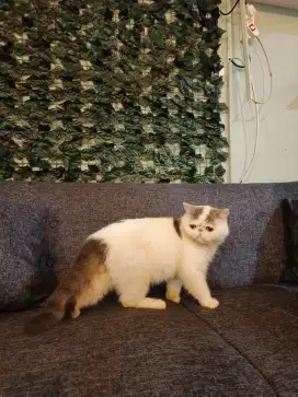 EXOTIC PEAKNOSE ADULT