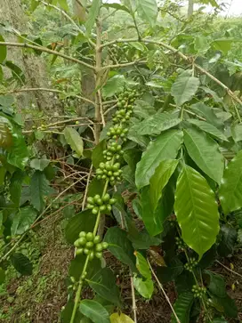 Dijual Tanah Kebun Kopi di Takengon Aceh Tengah