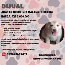 Anakan husky mix malamut
