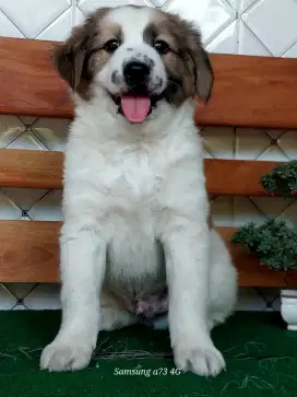 Anakan anjing ras mix