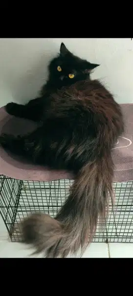 LA Kucing Persia Betina flatenose Dewasa PROVEN