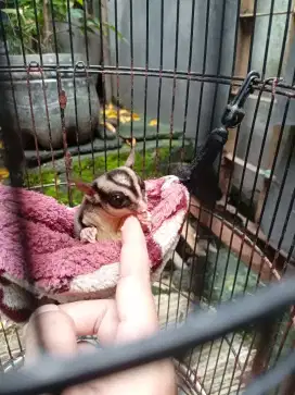 Sugar glider Jantan dewasa