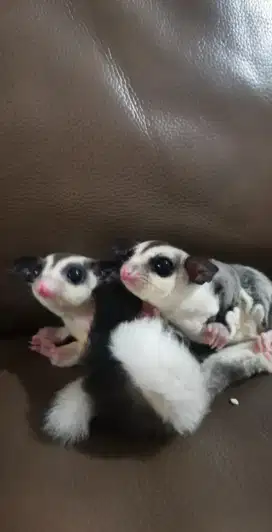 Hewan sugar glider