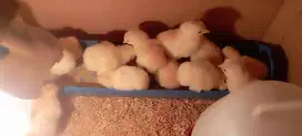 Anak ayam kampung petelur