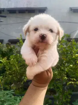 Anjing ras mini