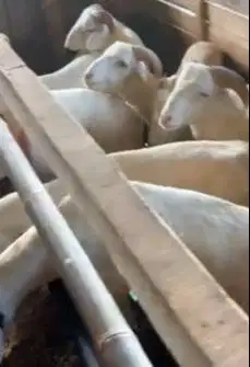 30 ekor bakalan domba jantan 6-7 bulanan 20-25 kiloan siap penggemukan