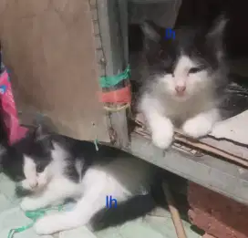 Borongan adop induk plus 2 kitten