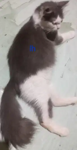 Borongan adop induk plus 2 kitten
