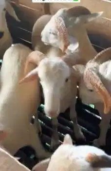 paketan 30 ekor bakalan domba jantan 6-7 bulanan siap ternak digemukin