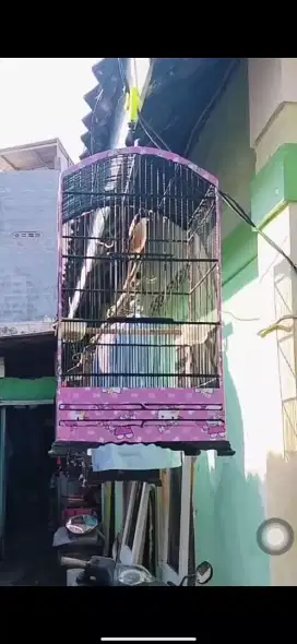 Jual Burung Cendet