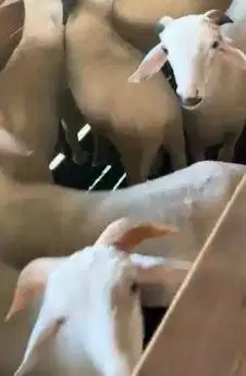 30 ekor borongan domba jantan 6-7 bulanan 20-25kiloan siap penggemukan