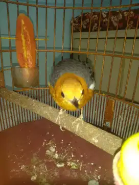 Burung Anis merah